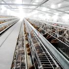 How to build a steel structure chicken house? How to build a steel structure chicken house?