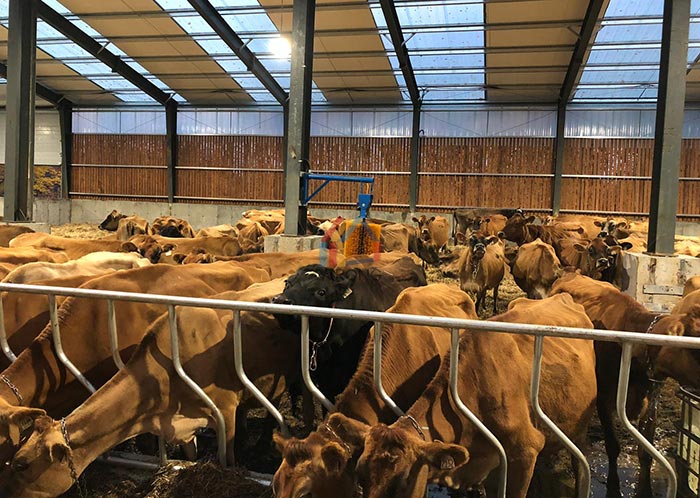 steel structure cow shed