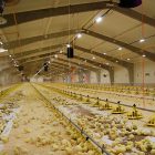 What are the requirements for building a steel structure chicken house? What are the requirements for building a steel structure chicken house?
