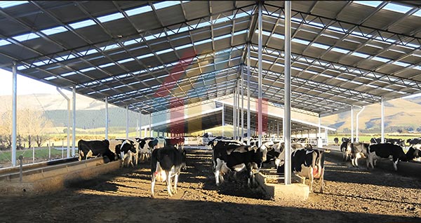 steel structure cattle shed