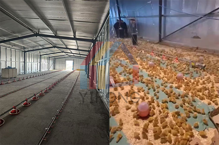 steel Albania structure chicken shed